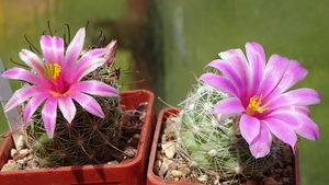 DSC06521Mammillaria alamensis WM 8360+boolii