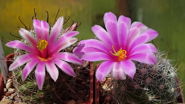 DSC06522Mammillaria alamensis WM 8360+boolii