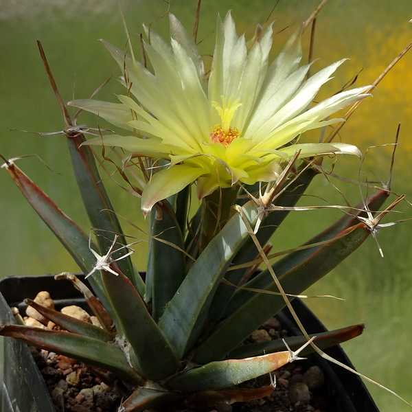 DSC06523Leuchtenbergia prirncipis