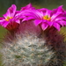 DSC06526Mammillaria guelzowiana var. robustior