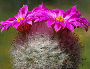 DSC06526Mammillaria guelzowiana var. robustior