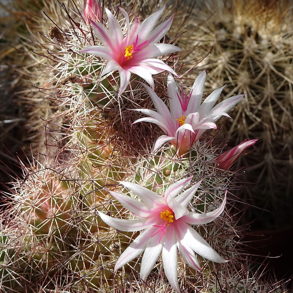 DSC06529Mammillaria frailean