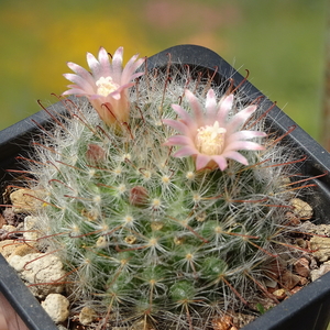 DSC06532Mammillaria erythrosperma