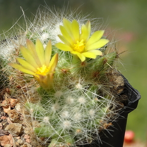 DSC06533Mammillaria baumii