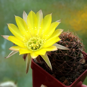 DSC06544Lobivia haematantha v. hualfinensis