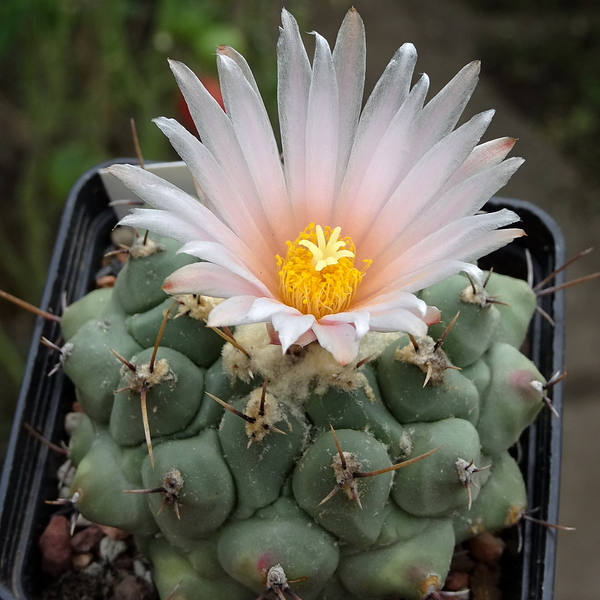 DSC06553Thelocactus rinconensis v. phymatothele