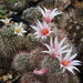 DSC06552Mammillaria fraileana