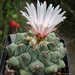 DSC06554Thelocactus rinconensis v. phymatothele