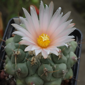 DSC06555Thelocactus rinconensis v. phymatothele