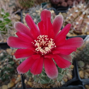 DSC06608Gymnocalycium baldianum