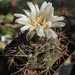 DSC03383 Gymnocalycium ochoterenae TOM 09-381