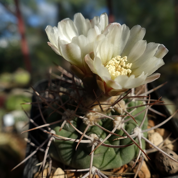 DSC03385 Gymnocalycium castellasnosii LB 1334