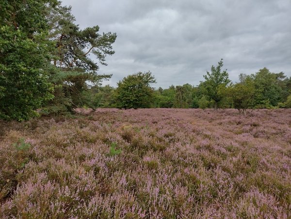 IMG_20220827_083012893_HDR