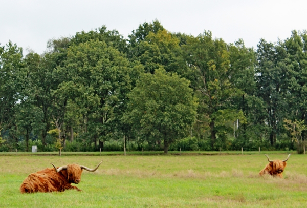 24_IMG_0484_Das-tenminste-een-koe-om-bij-de-horens-te-nemen