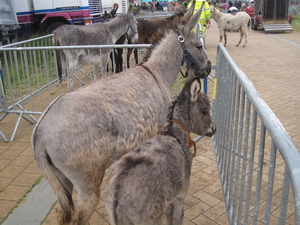 E Jaarmarkt (11)