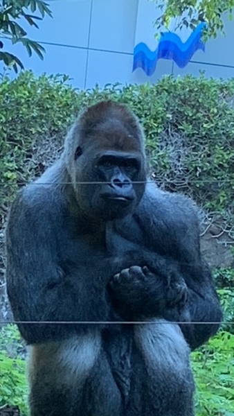 2023_02_12__09_52_05_TF Loro Parque_Vera Vandenbulcke_106