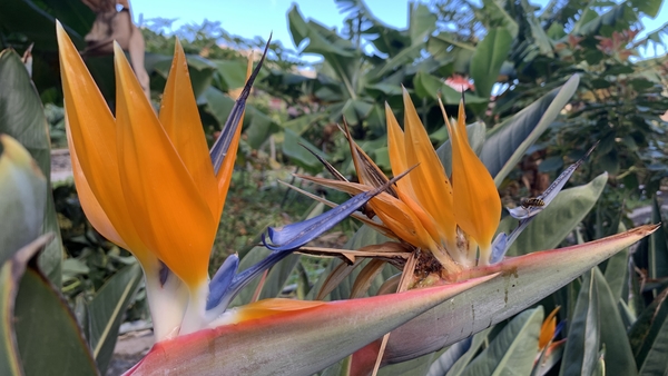 2023_02_11__12_14_37_Intersoc2023_Carlos_2151