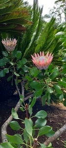 2023_02_11__20_47_13_LG  La Gomera_Gerda_232