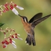 Costa Rica 5 Kolibri (Small)