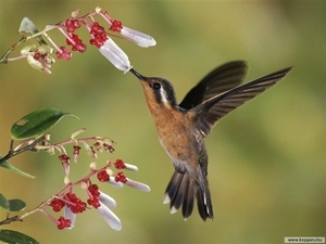 Costa Rica 5 Kolibri (Small)