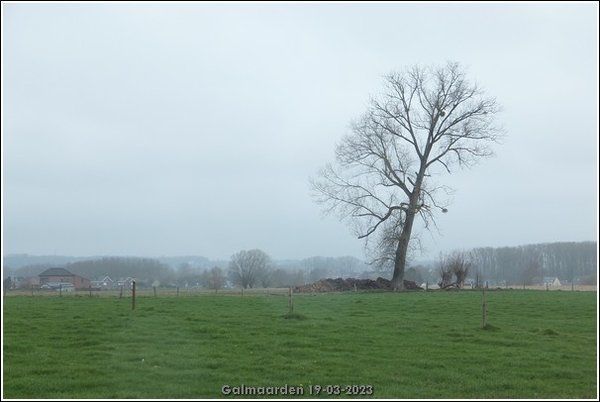 Galmaarden  19-03-23 (9)