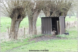 Galmaarden  19-03-23 (17)