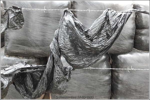 Galmaarden  19-03-23 (21)