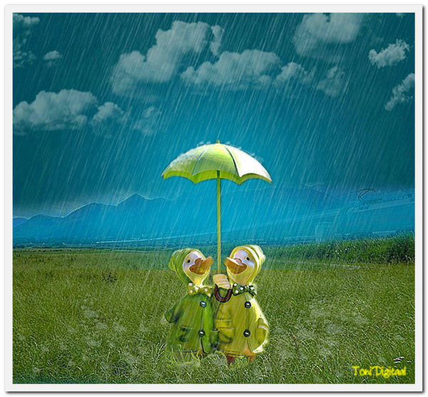 eendjes in de regen