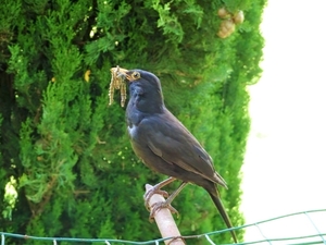 4a Amalfikust_Capri_Anacapri_2023-06-12 (192)