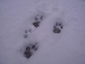 pootjes in de sneeuw