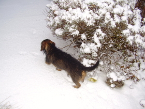 eerste sneeuw 2009