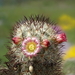 DSC02704Mammillaria microhelia