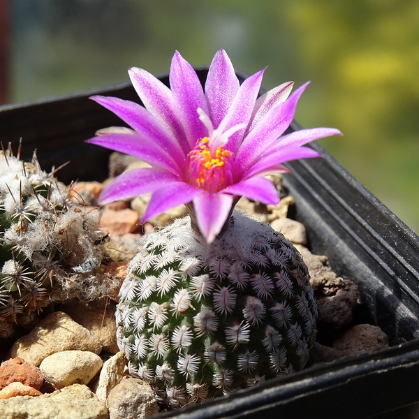 DSC02716Turbinicarpus pseudopectinatus