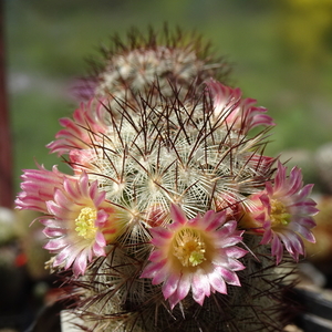 DSC02717Mammillaria microhelia