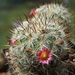 DSC02718Mammillaria microhelia