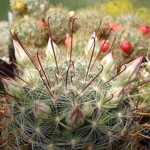 DSC02719Mammillaria longiflora