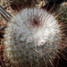 DSC02722Mammillaria bombycina