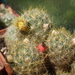 DSC02723Mammillaria prolifera