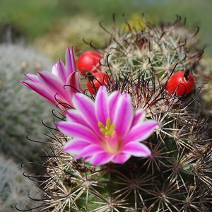 DSC02733Mammillaria blossfeldiana SB1486