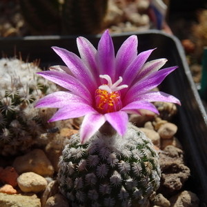 DSC02735Turbinicarpus pseudopectinatus