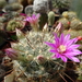 DSC02736Mammillaria longiflora