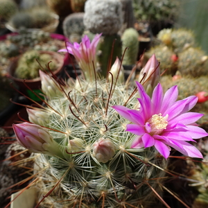 DSC02736Mammillaria longiflora