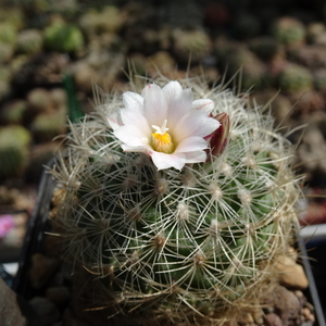 DSC02738Gymnocactus knuthianus