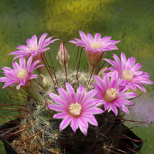 DSC02744Mammillaria longiflora