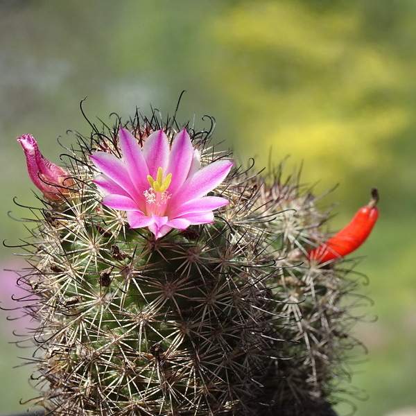 DSC02746Mammillaria blossfeldiana SB1486