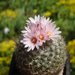 DSC02749Gymnocactus saueri ssp. saueri