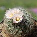 DSC02751Gymnocactus knuthianus