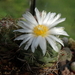 DSC02765Thelocactus paradensis