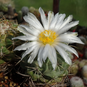 DSC02766Thelocactus paradensis