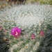 DSC02769Mammillaria hahniana